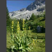 C'est l'occasion pour Christophe de faire quelques photos de botanique : c'est donc de la Gentiane